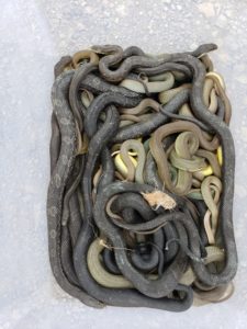 Bucket of snakes