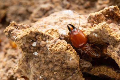 Termite Identification in your area