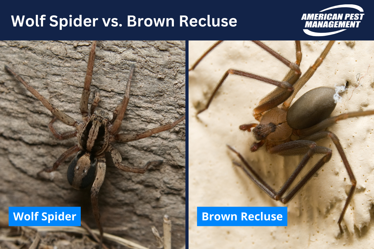 Brown Recluse vs. Wolf Spider infographic | American Pest Management 