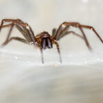 Spider on spider web in kansas