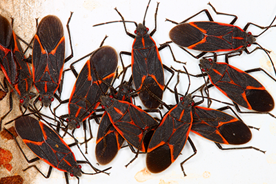 How to get rid of Boxelder Bugs in Manhattan, Kansas City Metro | American Pest Management