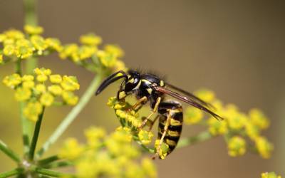 Wasp sitting on top of yellow flowers in Kansas