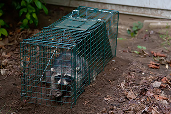 Raccoon in trap in kansas