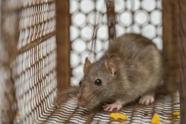 Rodent Treatment by American Pest Management