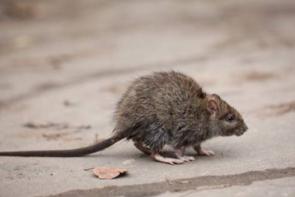 Rodent Identification by American Pest Management