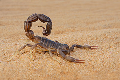 Scorpion Identification in your area