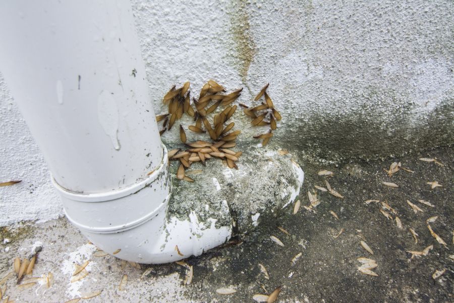 When is termite season in Manhattan KS |  American Pest Management