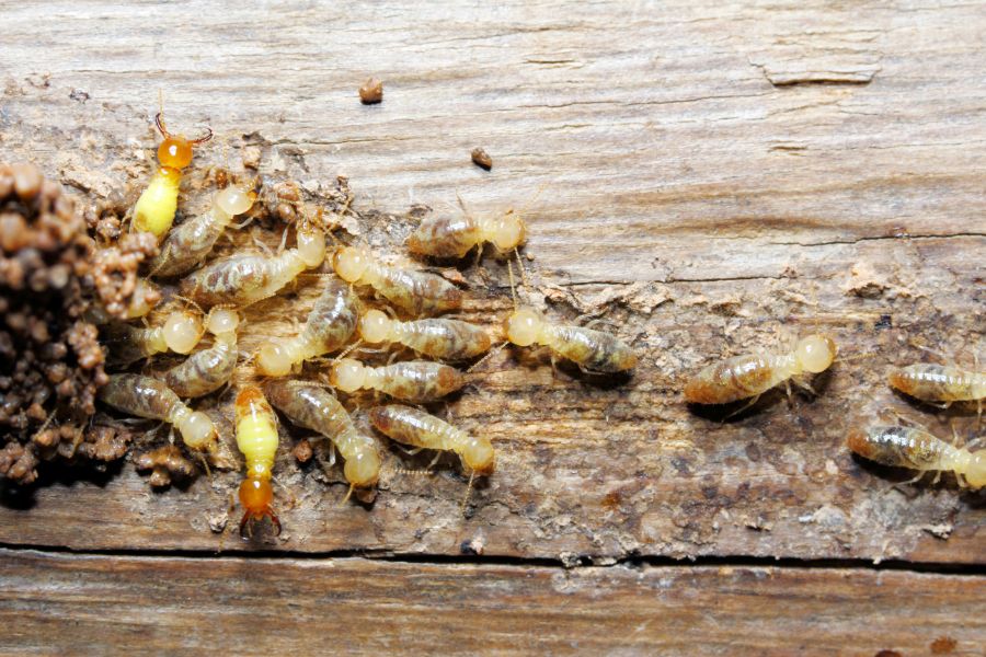 Damage caused by termites in Manhattan KS |  American Pest Management