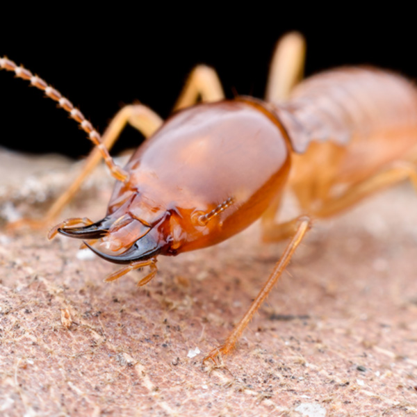 Termite Learning Center in your area