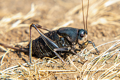 When Do Crickets Swarm in Kansas by American Pest Management