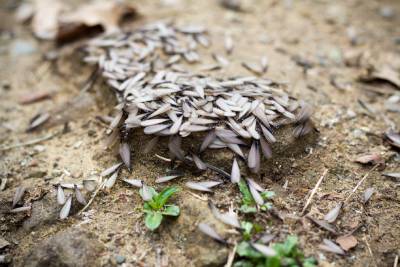 Winged termites swarming on the dirt outside