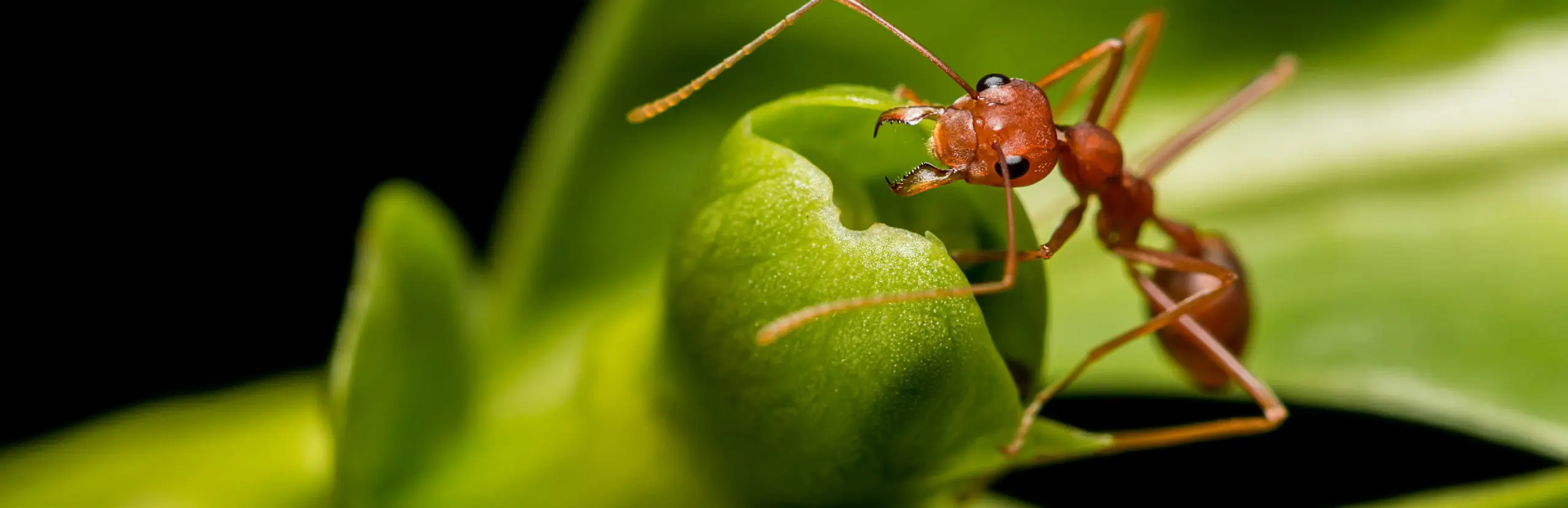 Closeup of ant ant on a leaf | American Pest Management serving Manhattan and Wichita