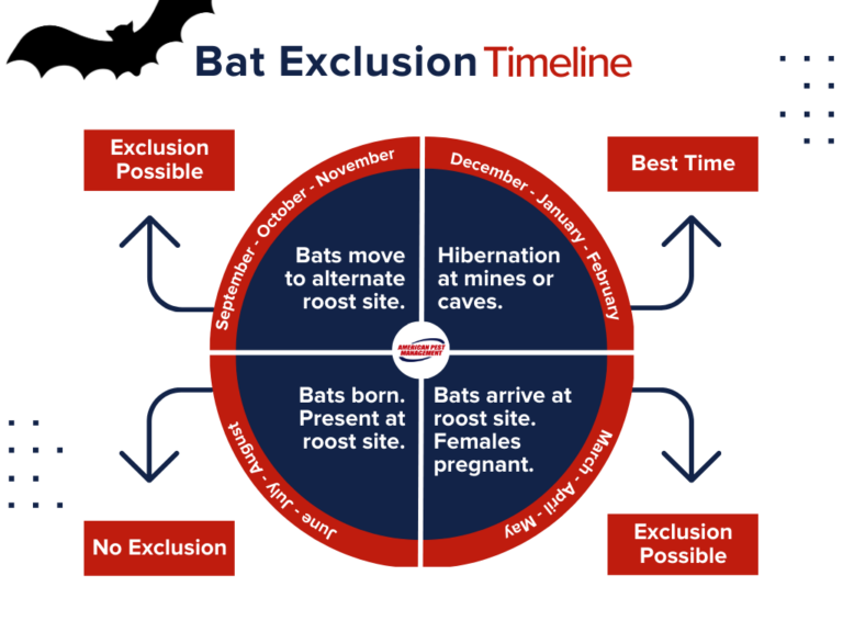 Bat Exclusion Timeline for the Kansas City Area