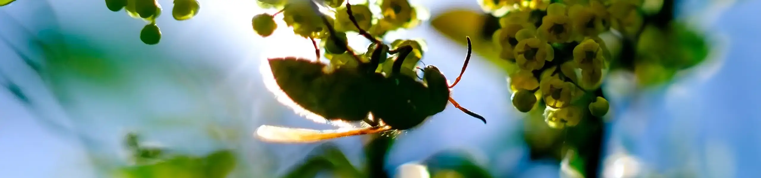 Bee hanging on a flowery branch | American Pest Management serving Manhattan and Wichita