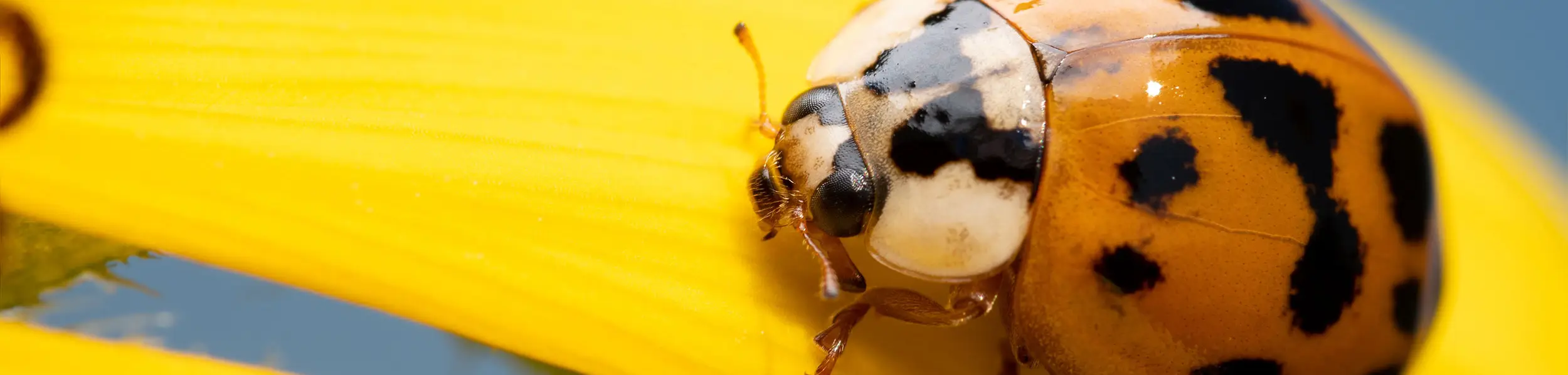 Closeup of a ladybug on a yellow flower | American Pest Management serving Manhattan and Wichita