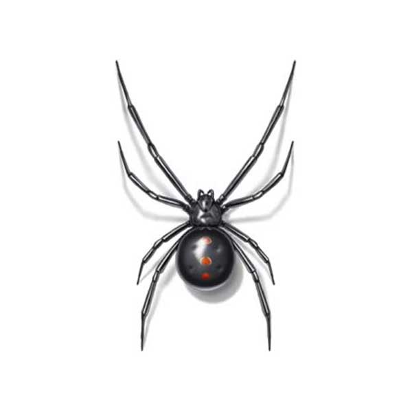 Black Widow identification in Manhattan KS |  American Pest Management