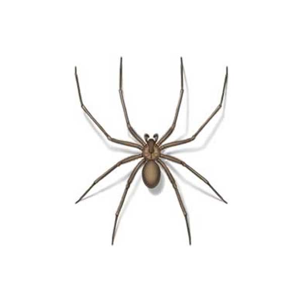 Spider F.A.Q. Answers - Brown Reclusinator - Wichita, KS