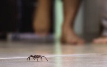 a spider that's tough to get rid of because it's an expert hider