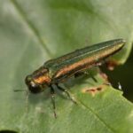 emerald ash borer eating a leaf - a common invasive pest in kansas