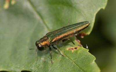 emerald ash borer eating a leaf - a common invasive pest in kansas