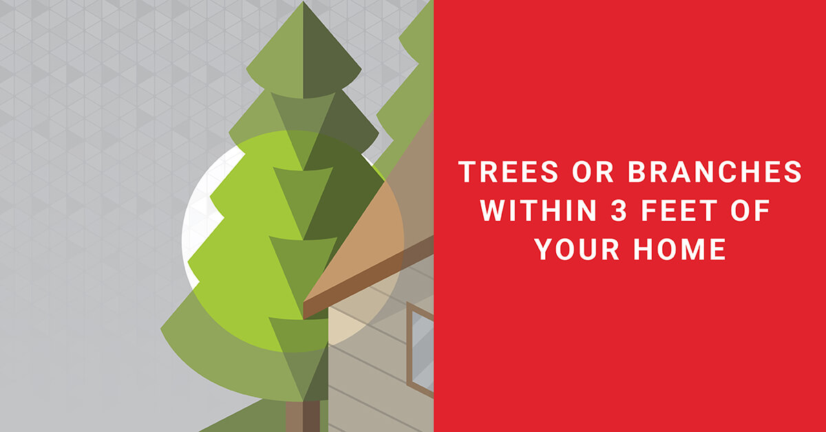 Get rid of termites through prevention. Trim trees or branches touching your home – anything the termites can crawl across to access your wood-rich abode.