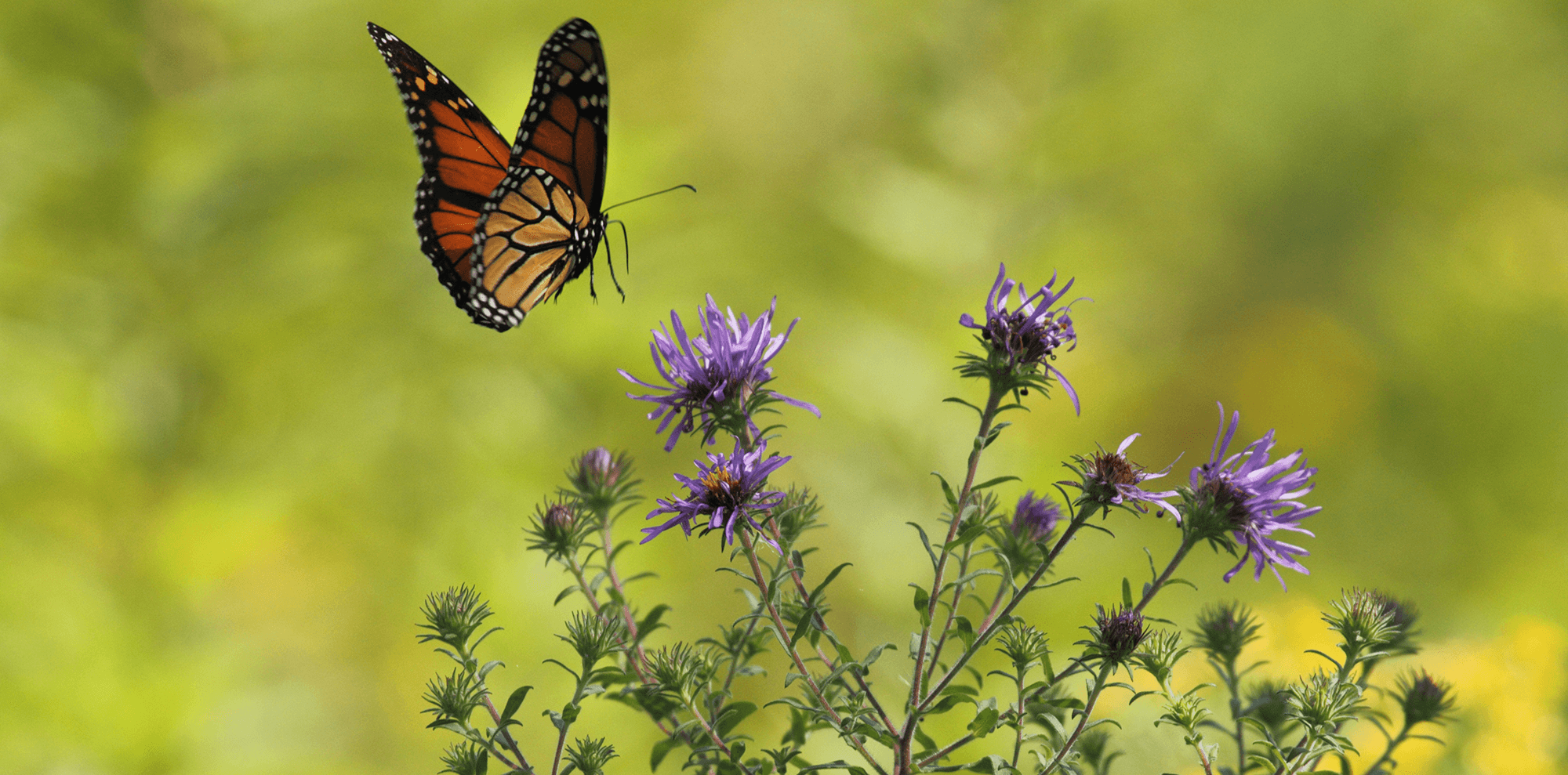 Monarch butterfly lands on a purple aster blossom.