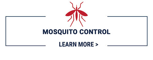 Learn more about mosquito control services