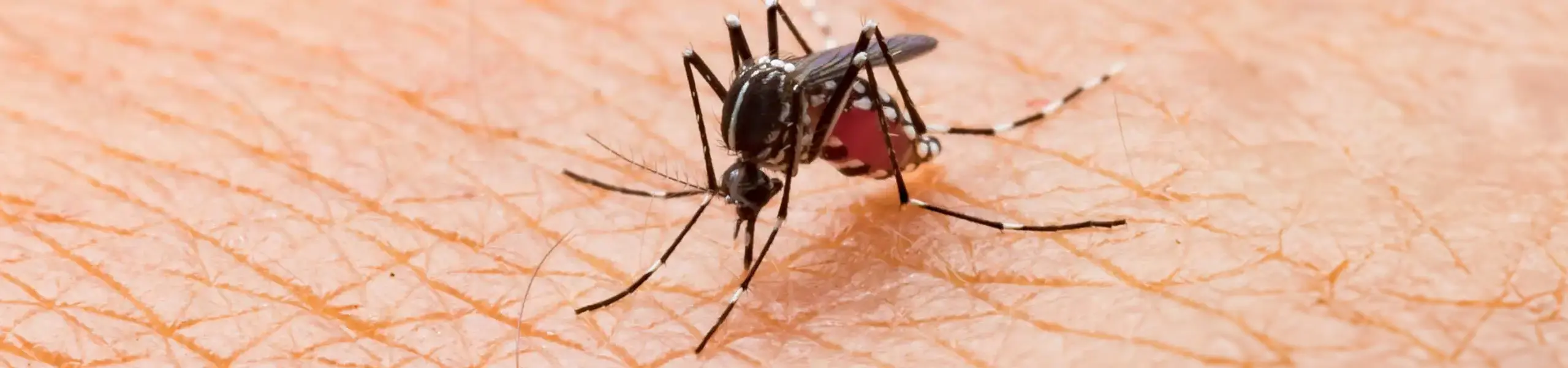 Closeup of a mosquito biting a person's hand | American Pest Management serving Manhattan and Wichita