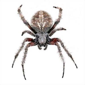 Spider F.A.Q. Answers - Brown Reclusinator - Wichita, KS