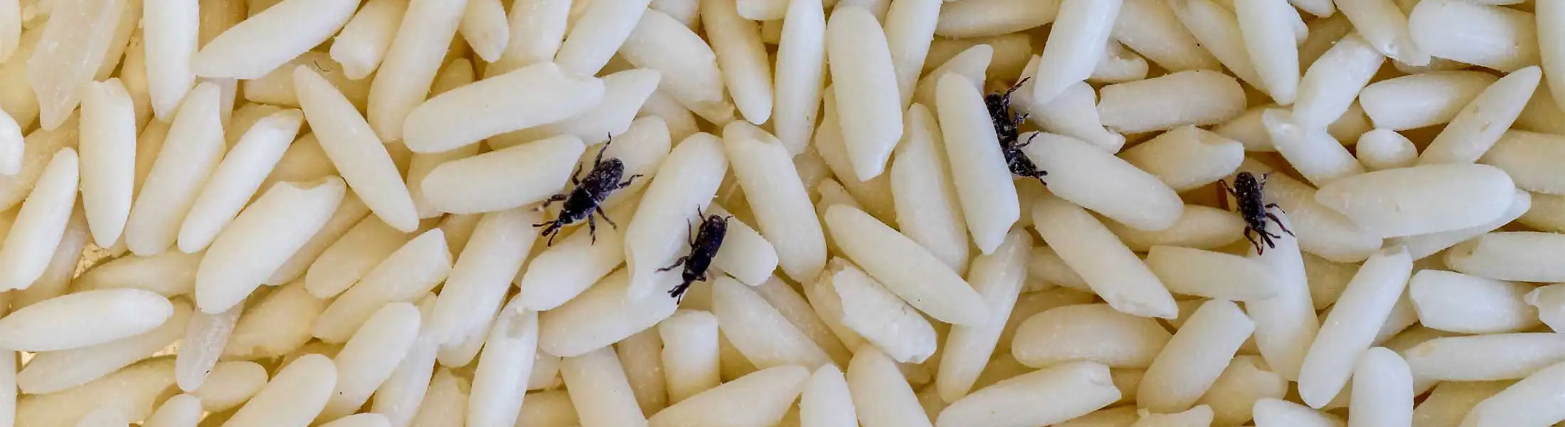 Closeup of Rice Weevils crawling over grains of rice | American Pest Management serving Manhattan and Wichita