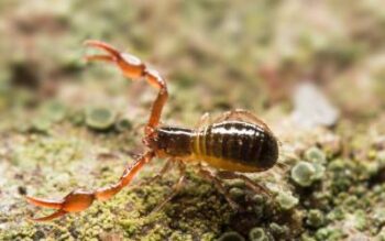 pseudoscorpion in kansas - learn how to compare pseudoscorpions vs scorpions