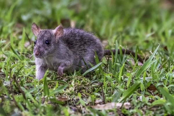 How to keep rats out of your yard; American Pest Management