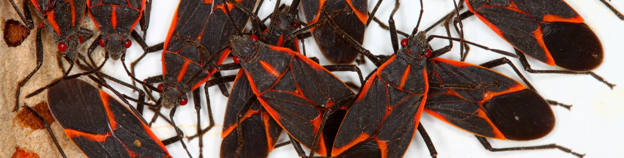 A swarm of boxelder bugs closeup | American Pest Management serving Manhattan and Wichita