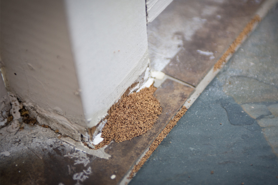 Signs of a termite infestation in Manhattan KS |  American Pest Management