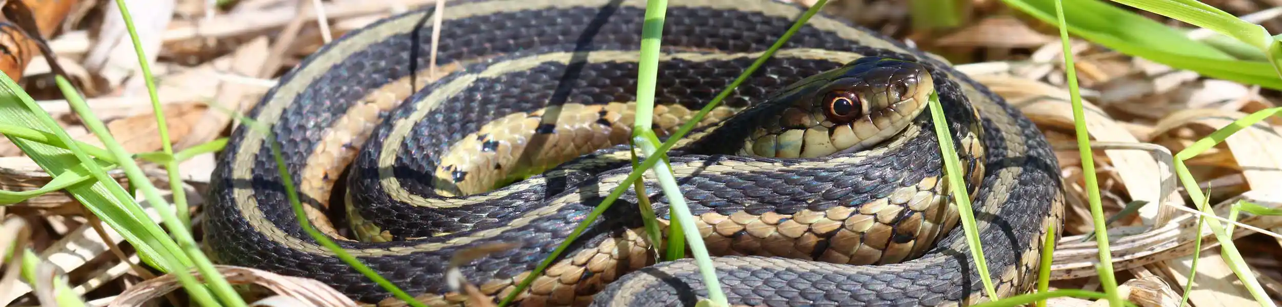 Snake coiled between tree branches | American Pest Management serving Manhattan and Wichita