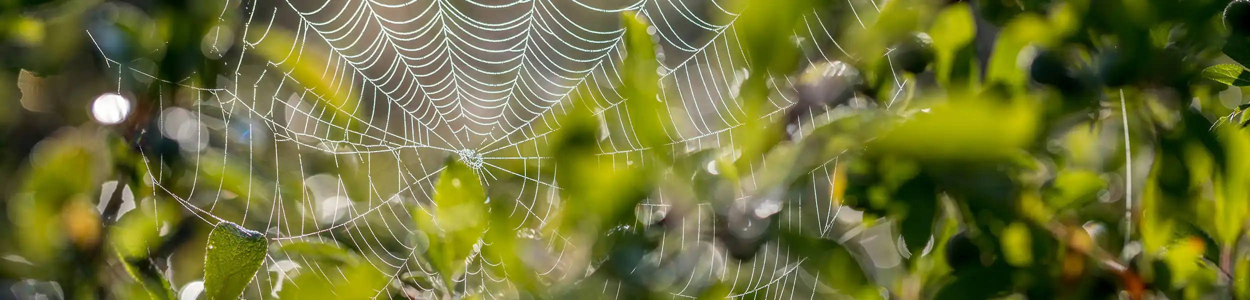 Spider web in a tree | American Pest Management serving Manhattan and Wichita