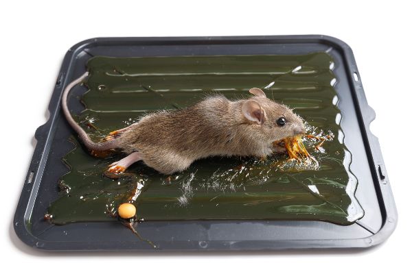 Best way to get rid of mice; American Pest Management