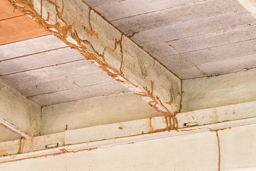 How do you fix termite damage in Manhattan KS |  American Pest Management