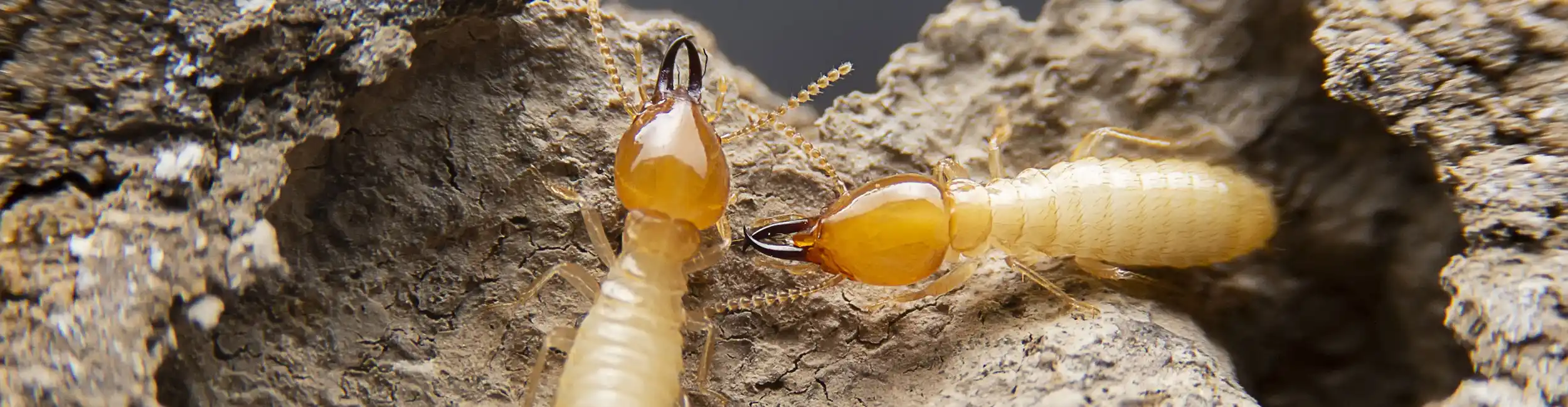 Closeup of termites crawling over damaged wood | American Pest Management serving Manhattan and Wichita