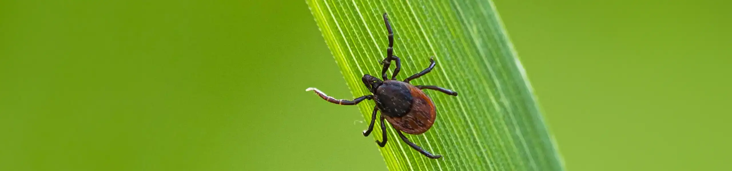 Boy playing with dog in the backyard | American Pest Management serving Manhattan and Wichita