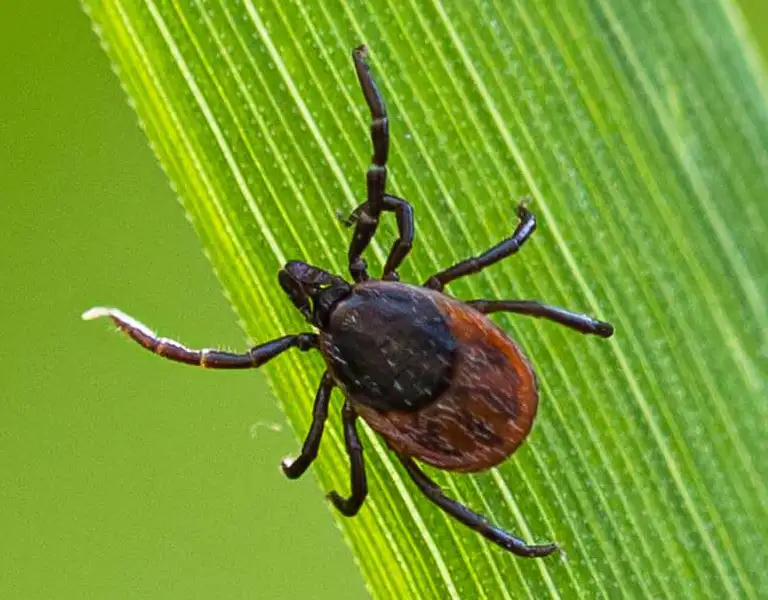 Boy playing with dog in the backyard | American Pest Management serving Manhattan and Wichita