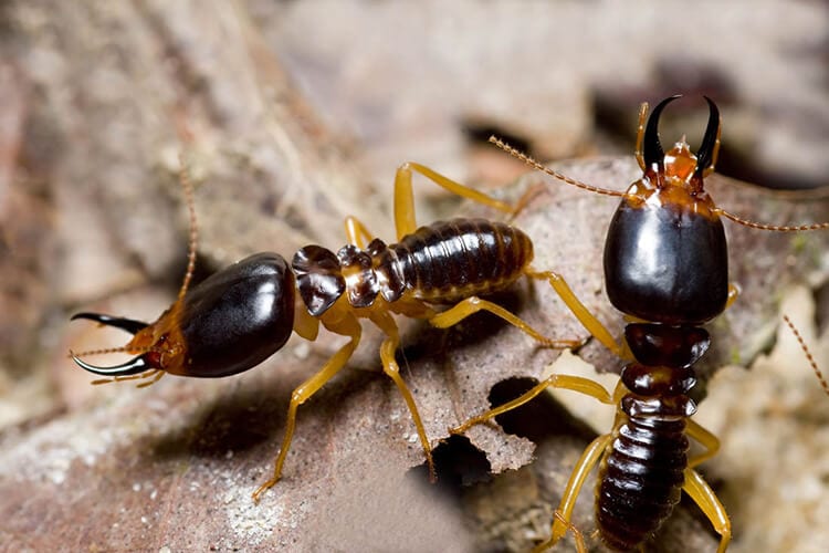 what termites are in Manhattan KS |  American Pest Management