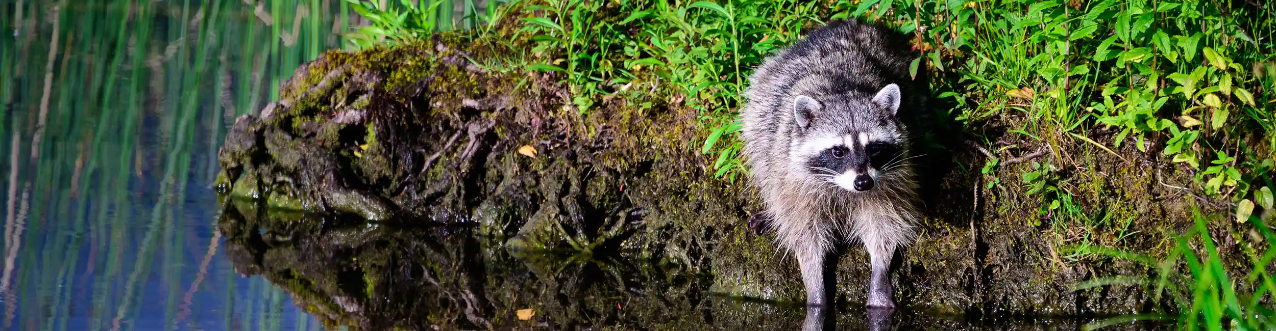 Raccoon sitting at edge of a pond with it's front paws in the water | American Pest Management serving Manhattan and Wichita