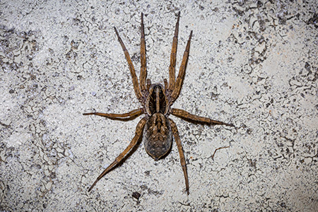 Brown Recluse vs. Wolf Spider in your area