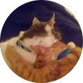 Kitty M. Avatar